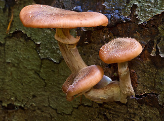 Image showing Seta, Mushroom