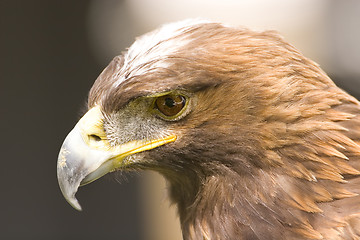 Image showing Eagle Golden