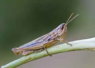 Image showing grasshopper