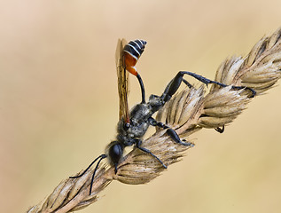 Image showing avispa excavadora Prionyx kirbii 