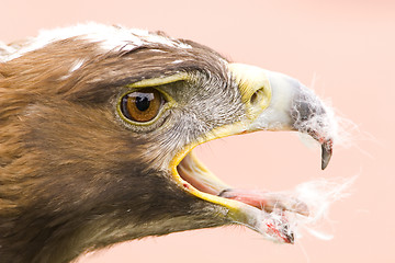 Image showing Golden eagle feed