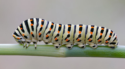 Image showing Papilio machaon