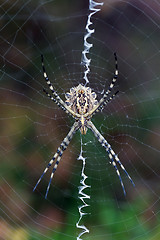 Image showing Argiope lobata