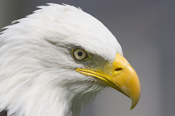 Image showing Bald eagle close-up