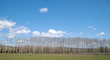 Image showing Paisaje de arboleda 