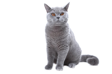 Image showing British blue cat  on isolated white 