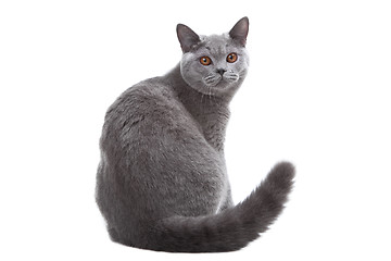 Image showing British blue cat  on isolated white 