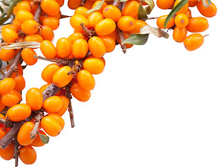 Image showing branch of sea-buckthorn berries