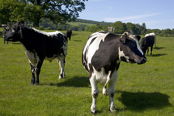 Image showing Bulls