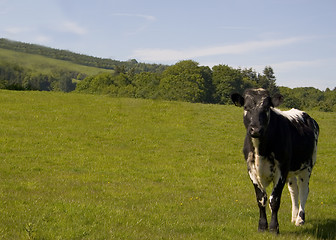 Image showing Cow