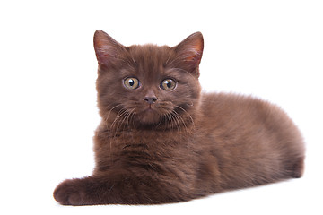 Image showing chestnut British kitten lying on isolated white