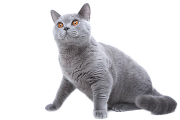 Image showing British blue cat on isolated white 