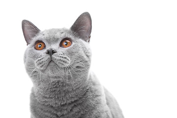 Image showing British blue cat on isolated white 