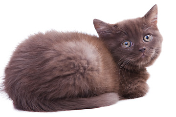 Image showing chestnut British kitten lying on isolated white