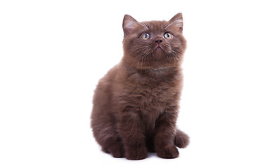 Image showing chestnut British kitten lying on isolated white