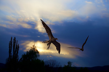 Image showing Birds in the sunset