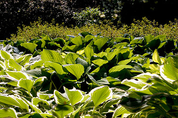 Image showing Hosta