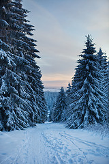 Image showing winter forest in mountains