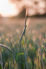 Image showing close up of wheat on sunset