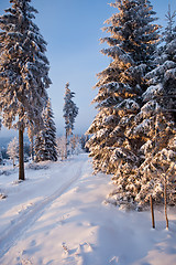 Image showing winter forest in mountains