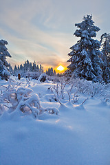 Image showing winter forest in Harz mountains, Germany