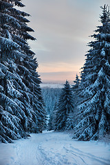 Image showing winter forest in mountains