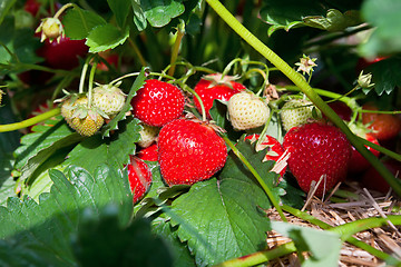 Image showing Closeup of fresh organic strawberries