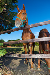 Image showing two horses in paddock
