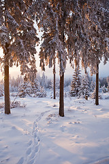 Image showing winter forest in mountains