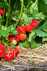 Image showing Closeup of fresh organic strawberries