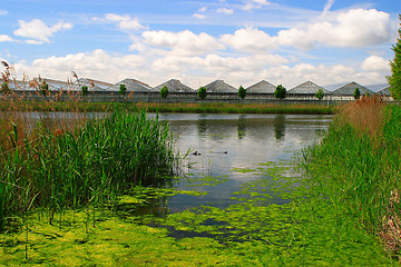 Image showing Dutch landscape