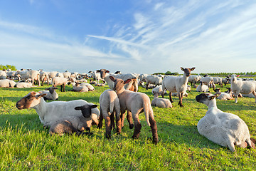 Image showing A summer landscape and herd sheep