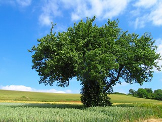 Image showing French landscape in Summer season