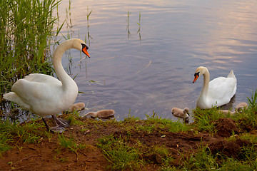 Image showing Swans with nestlings at  sunset