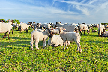 Image showing A summer landscape and herd sheep