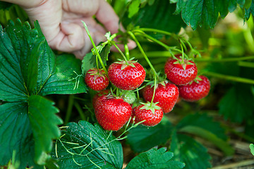 Image showing Closeup of fresh organic strawberries