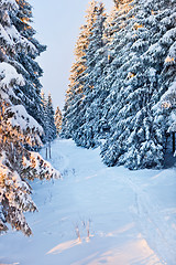 Image showing winter forest in mountains