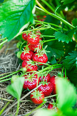 Image showing Closeup of fresh organic strawberries