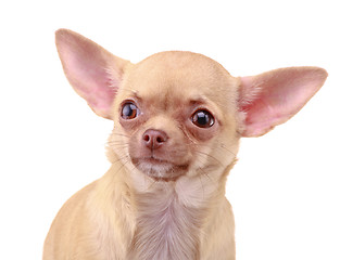 Image showing Chihuahua dog