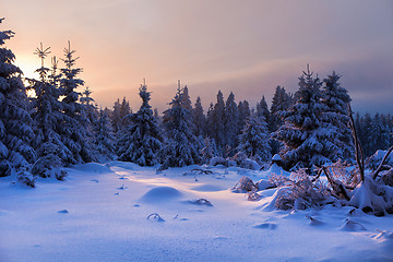 Image showing winter forest in Harz mountains, Germany