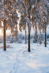 Image showing winter forest in Harz mountains, Germany