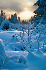 Image showing winter forest in Harz mountains, Germany