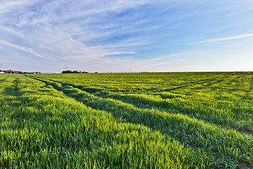 Image showing A summer landscape