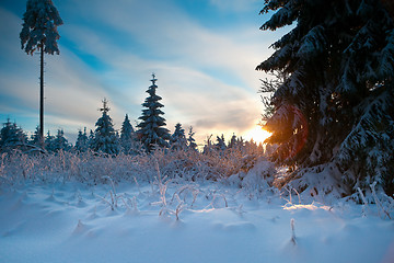 Image showing winter forest in mountains