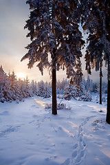 Image showing winter forest in mountains