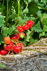 Image showing Closeup of fresh organic strawberries