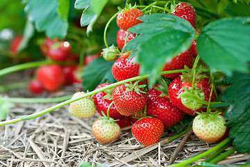 Image showing Closeup of fresh organic strawberries