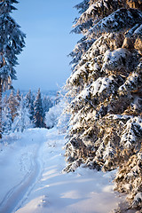 Image showing winter forest in mountains