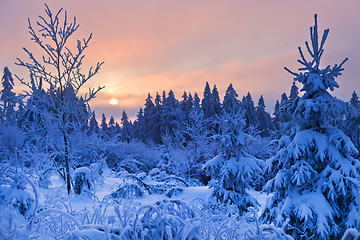 Image showing winter forest in Harz mountains, Germany