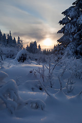 Image showing winter forest in mountains